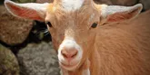 Mleko kozie w diecie niemowląt i dzieci – wszystko, co powinieneś na ten temat wiedzieć!