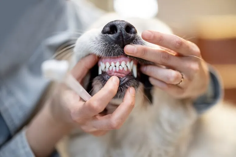Jak przyzwyczaić psa do mycia zębów?